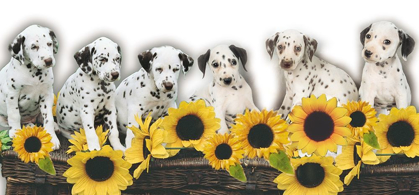 Picture of PUPPIES AND SUNFLOWERS