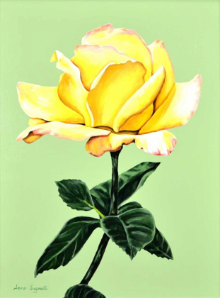 Picture of YELLOW ROSE