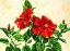 Picture of RED HIBISCUS