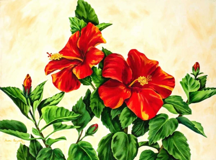 Picture of RED HIBISCUS