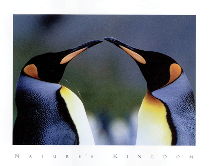 Picture of KING PENGUINS