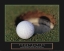 Picture of FRUSTRATION:GOLF