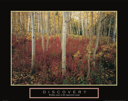 Picture of DISCOVERY - ASPEN TREES