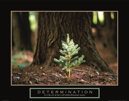 Picture of DETERMINATION - LITTLE PINE