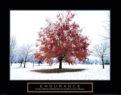 Picture of ENDURANCE - SNOWY TREE