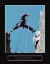 Picture of SUCCESS - ROCK JUMPER