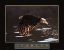 Picture of LEADERS - EAGLE