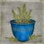 Picture of HERB ROSEMARY