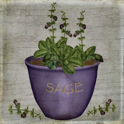 Picture of HERB SAGE