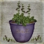 Picture of HERB SAGE