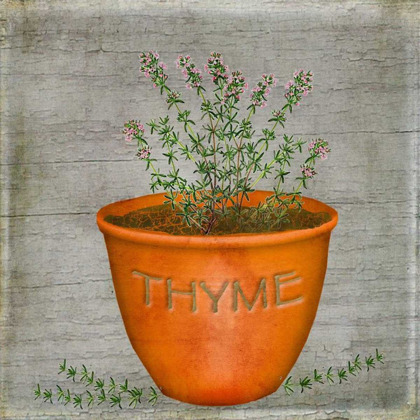 Picture of HERB THYME