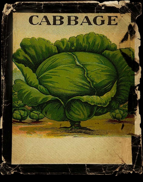 Picture of VINTAGE CABBAGE