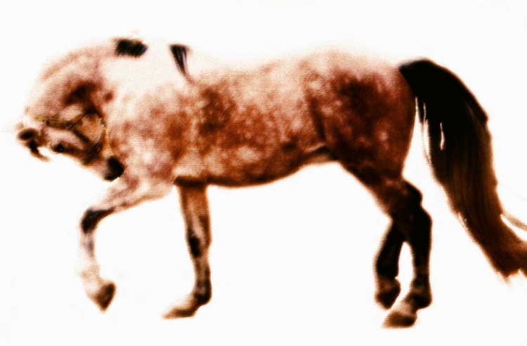 Picture of HORSE 10