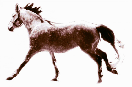 Picture of HORSE 6