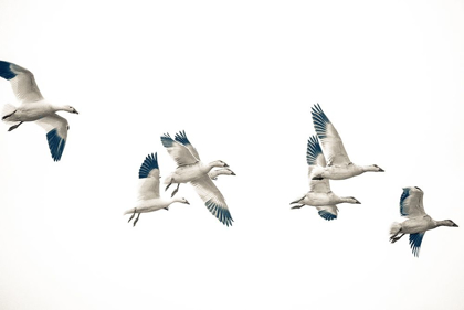 Picture of FLYING FLOCK