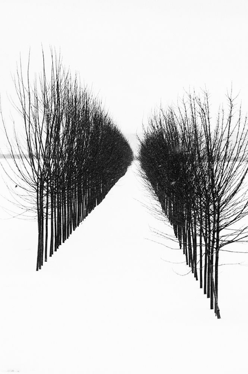 Picture of WINTER TREE AVENUE