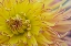 Picture of YELLOW BURST