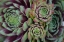 Picture of SUCCULENT COLLECTION