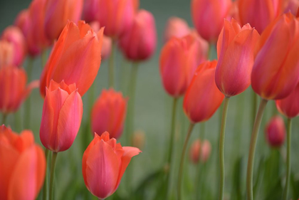 Picture of SCARLET BLOOMS