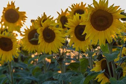 Picture of THE SUNFLOWER CLUSTER