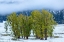 Picture of GREEN COPSE