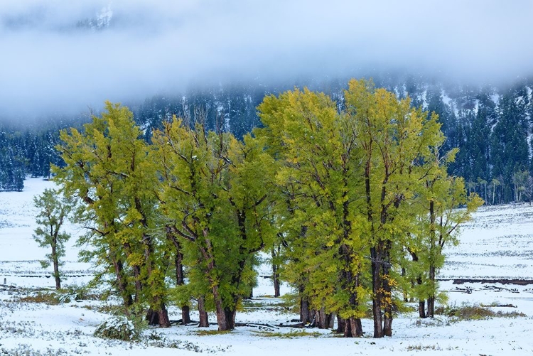 Picture of GREEN COPSE