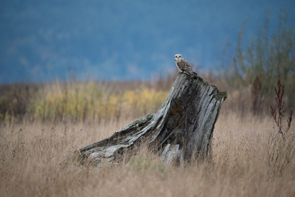 Picture of ON WATCH