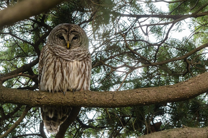 Picture of OWLS PERCH