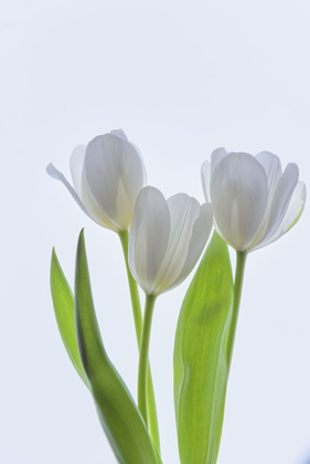Picture of WHITE TULIPS IN BLOOM