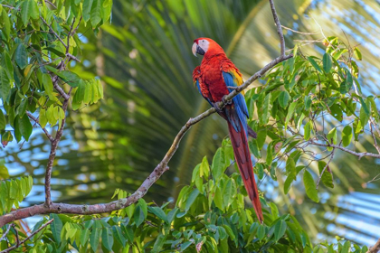 Picture of MACAW PERCH