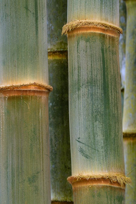 Picture of BAMBOO STUDIES