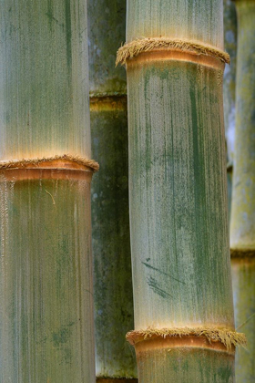 Picture of BAMBOO STUDIES