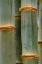 Picture of BAMBOO STUDIES