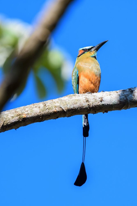 Picture of TANGERINE FEATHERS