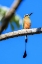 Picture of TANGERINE FEATHERS