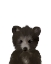 Picture of BABY BLACK BEAR