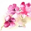 Picture of PINK POSIES