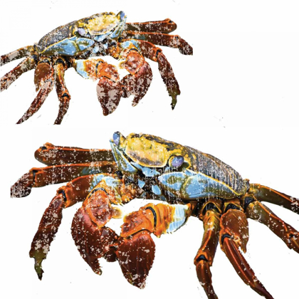 Picture of WINTER CRABS
