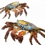 Picture of WINTER CRABS
