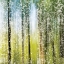 Picture of DISTRESSED FOREST