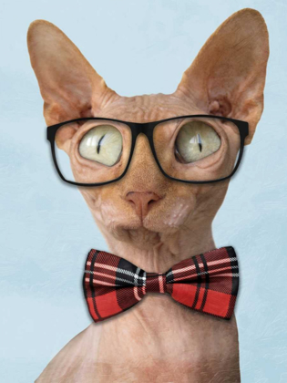 Picture of SOPHISTICATED SPHYNX
