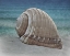 Picture of SHELL RAY SOAKING