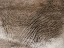 Picture of MASTADON TAPESTRY 1