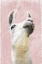 Picture of LLAMA LOVE 2