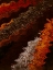 Picture of SPICY WARP