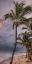 Picture of MORNING SEA BREEZE