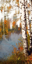 Picture of SUMMER BIRCH 2