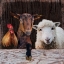 Picture of FARM LIFE