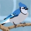 Picture of MAJESTIC BLUE JAY