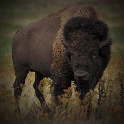 Picture of VIGILANT BISON